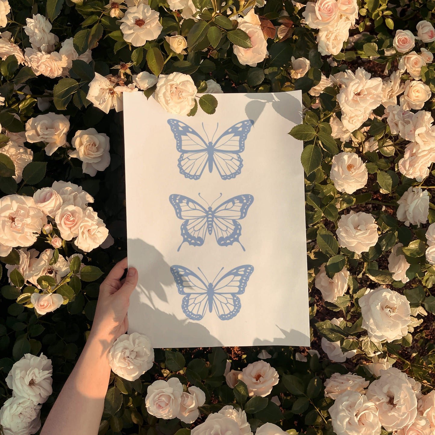 Butterflies Light Blue Poster