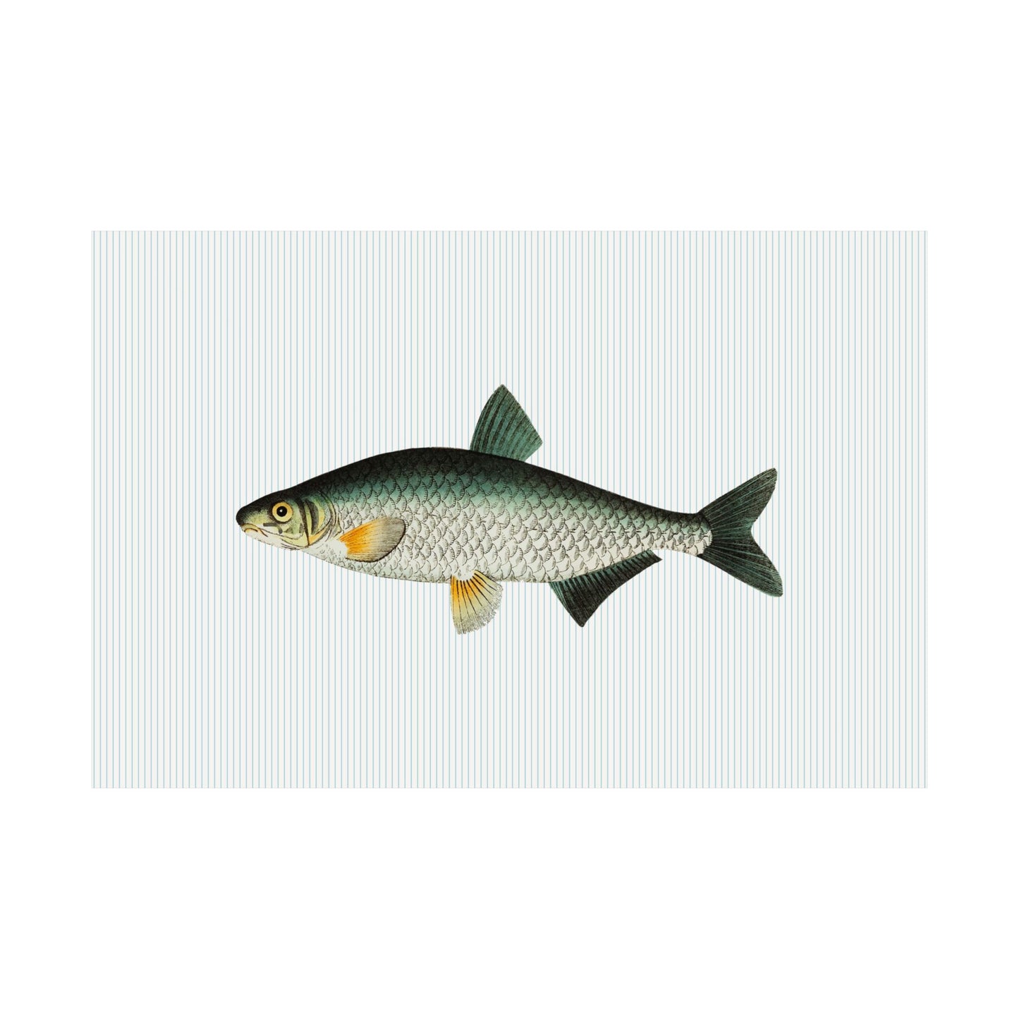 Vintage Fish Striped Blue Poster