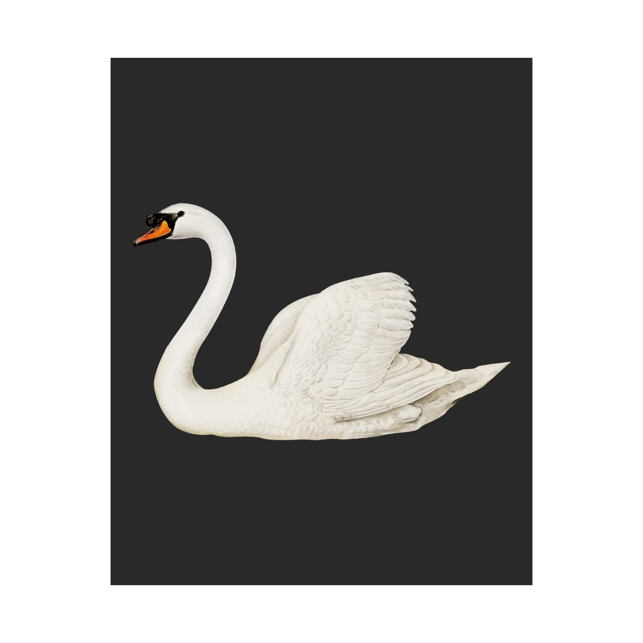 Swan Black Vintage Poster