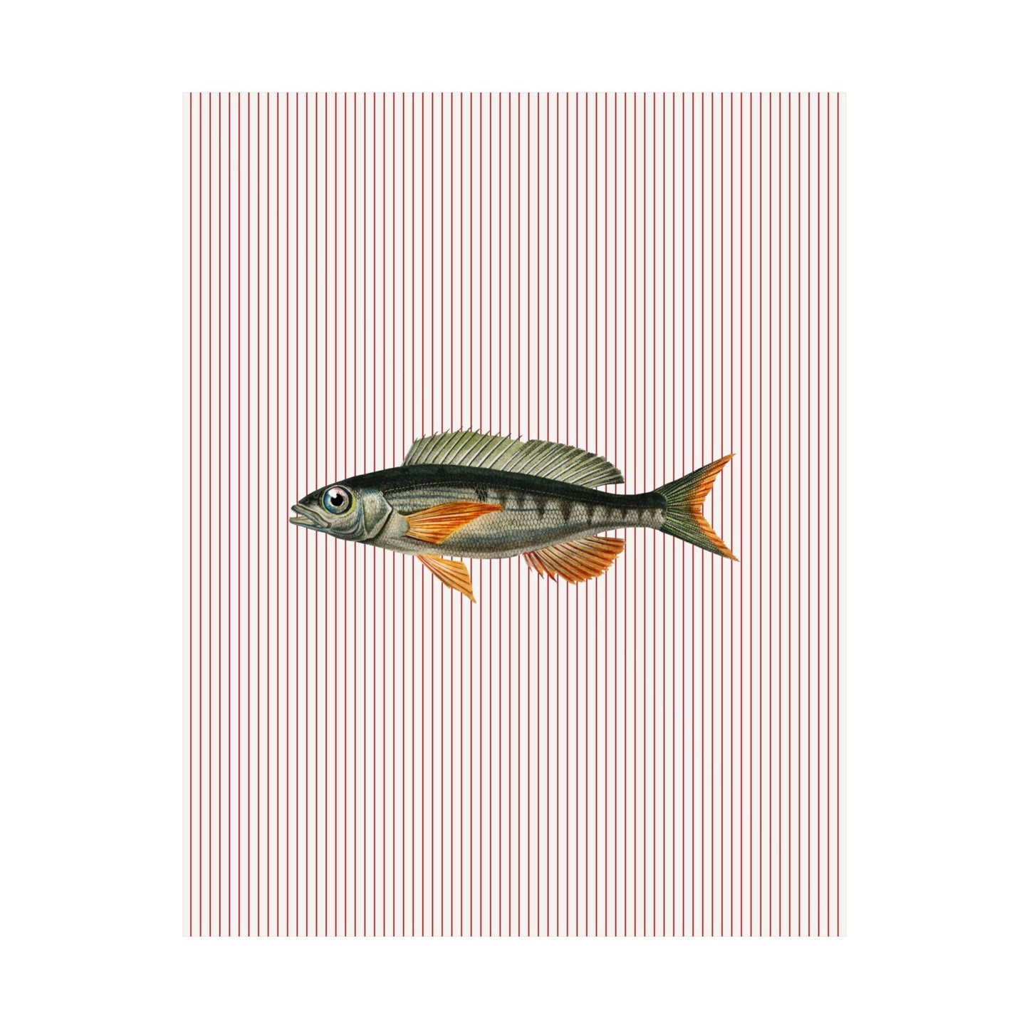 Fish Illustration Striped Poster