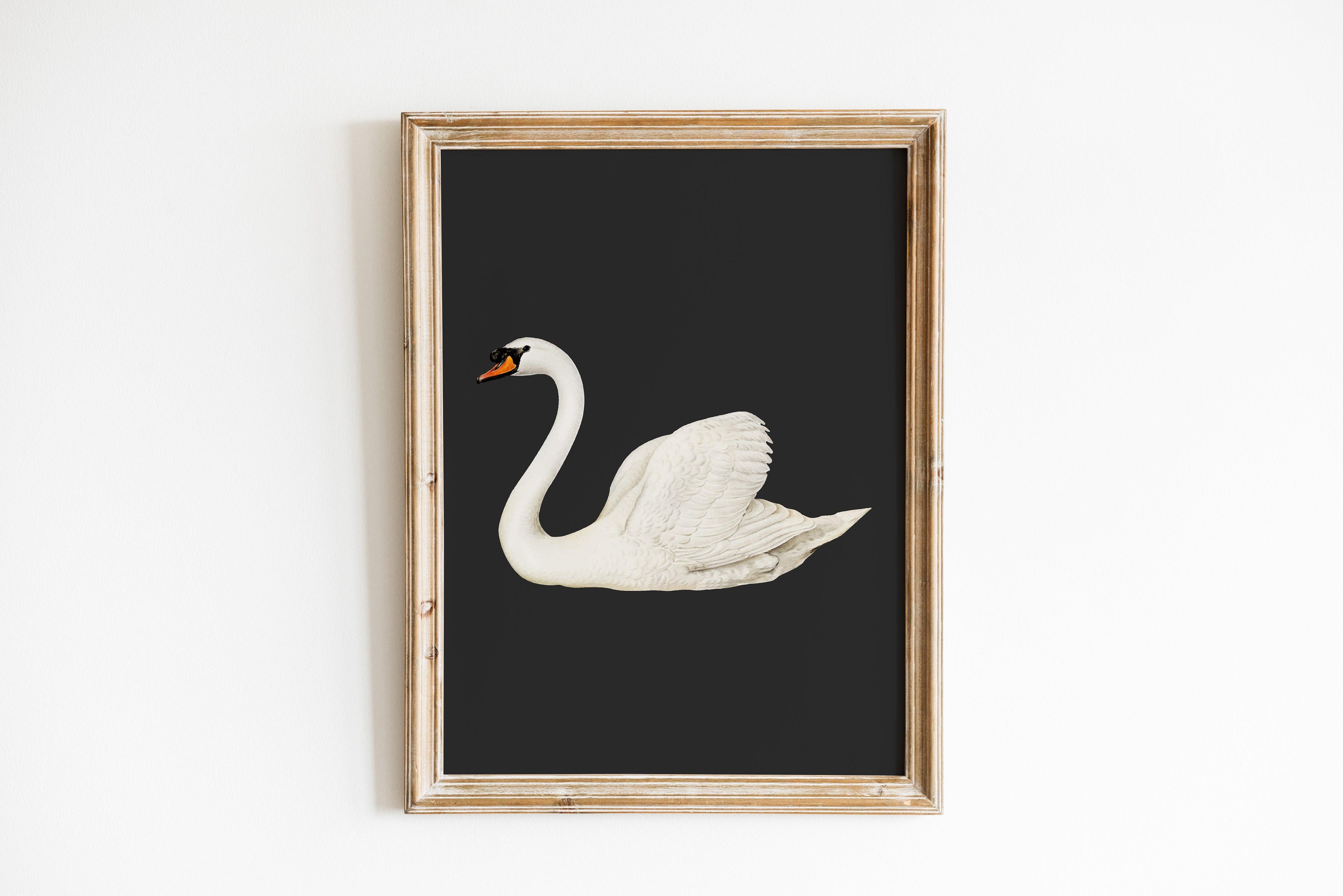 Swan Black Vintage Poster